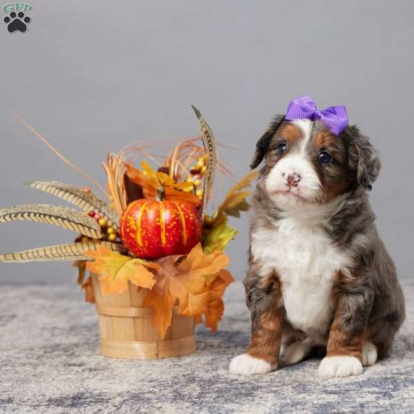 Spice, Mini Bernedoodle Puppy